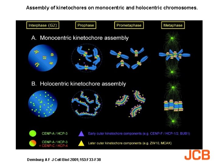 Assembly of kinetochores on monocentric and holocentric chromosomes. Dernburg A F J Cell Biol