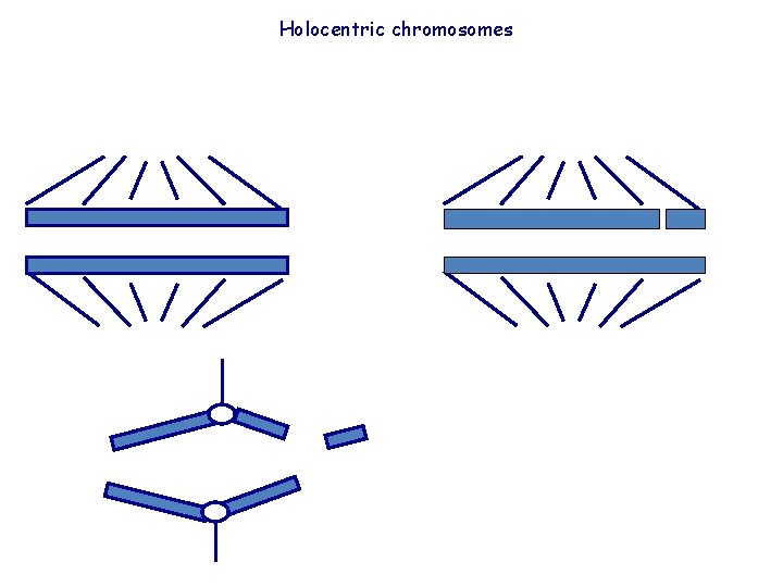 Holocentric chromosomes 