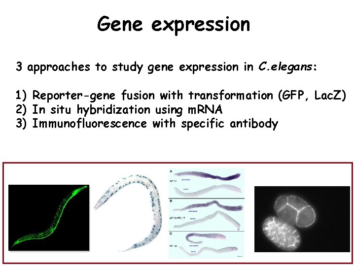 Gene expression 3 approaches to study gene expression in C. elegans: 1) Reporter-gene fusion