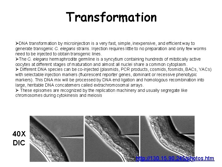 Transformation ØDNA transformation by microinjection is a very fast, simple, inexpensive, and efficient way