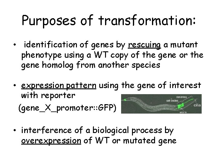 Purposes of transformation: • identification of genes by rescuing a mutant phenotype using a