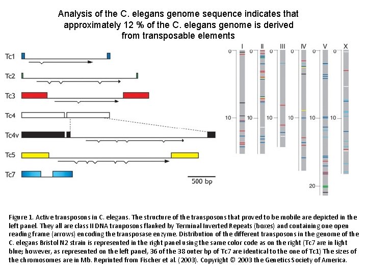 Analysis of the C. elegans genome sequence indicates that approximately 12 % of the