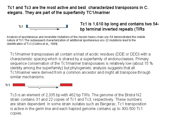 Tc 1 and Tc 3 are the most active and best characterized transposons in