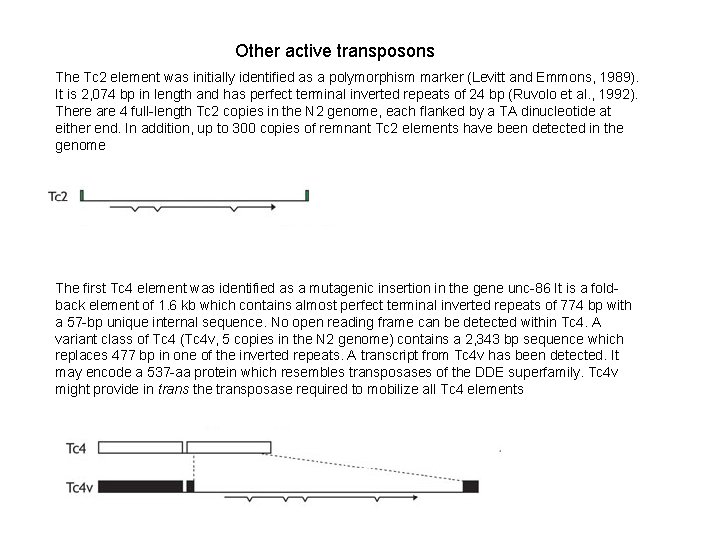 Other active transposons The Tc 2 element was initially identified as a polymorphism marker