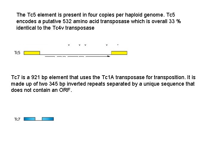 The Tc 5 element is present in four copies per haploid genome. Tc 5