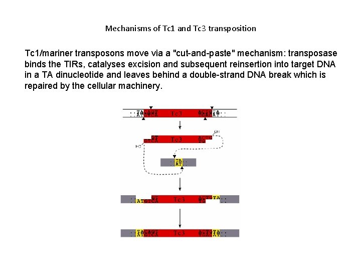 Mechanisms of Tc 1 and Tc 3 transposition Tc 1/mariner transposons move via a