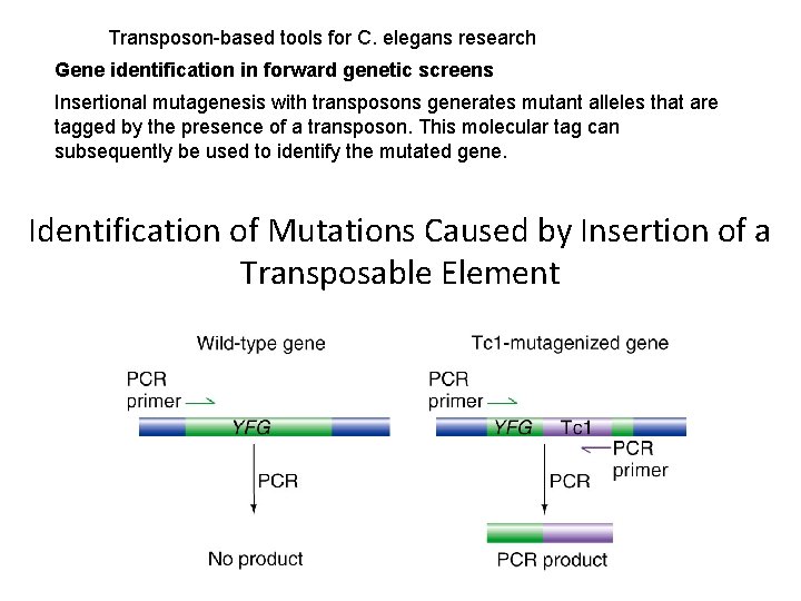 Transposon-based tools for C. elegans research Gene identification in forward genetic screens Insertional mutagenesis