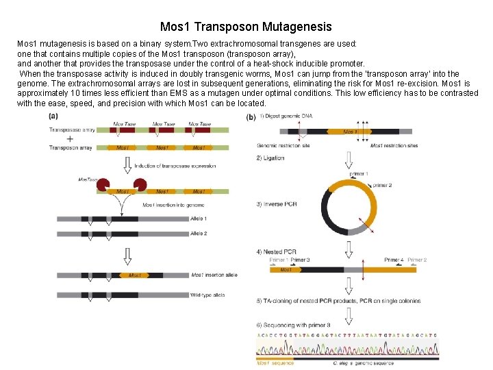 Mos 1 Transposon Mutagenesis Mos 1 mutagenesis is based on a binary system. Two