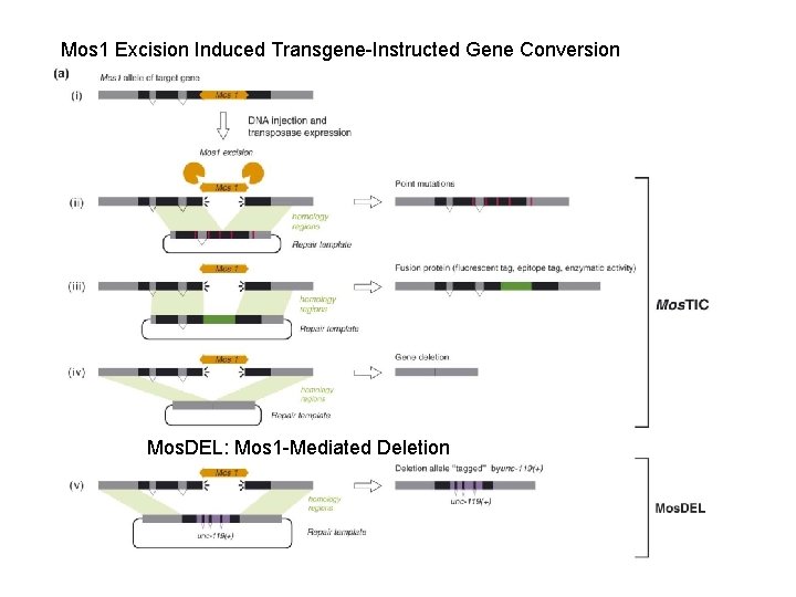 Mos 1 Excision Induced Transgene-Instructed Gene Conversion Mos. DEL: Mos 1 -Mediated Deletion 