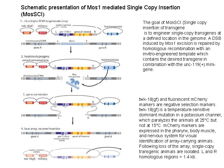 Schematic presentation of Mos 1 mediated Single Copy Insertion (Mos. SCI) The goal of