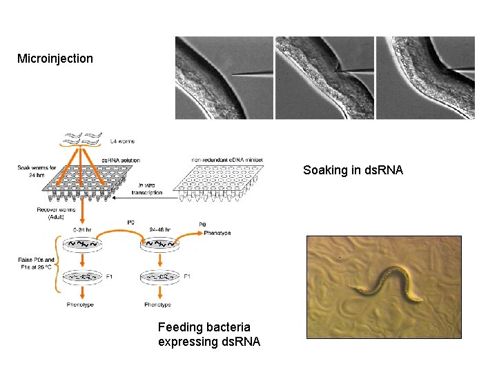 Microinjection Soaking in ds. RNA Feeding bacteria expressing ds. RNA 