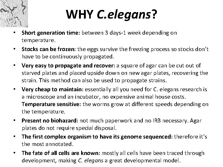 WHY C. elegans? • Short generation time: between 3 days-1 week depending on temperature.