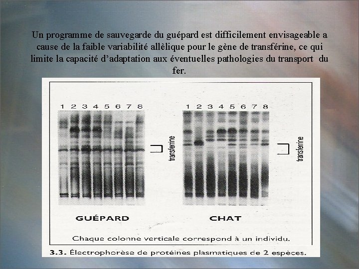 Un programme de sauvegarde du guépard est difficilement envisageable a cause de la faible