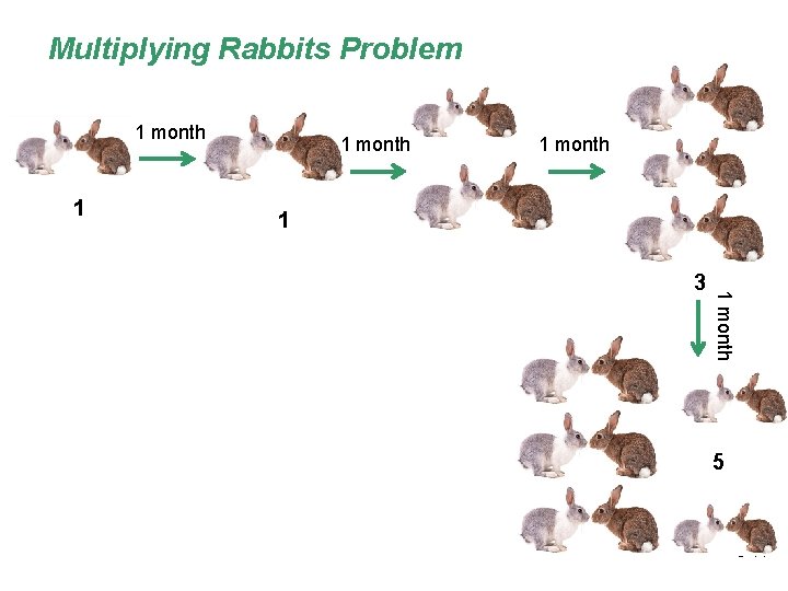 Multiplying Rabbits Problem 1 month 1 1 month 3 5 8 -44 