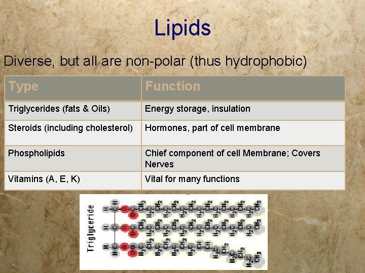 Lipids Diverse, but all are non-polar (thus hydrophobic) Type Function Triglycerides (fats & Oils)