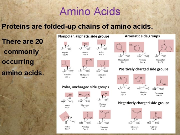 Amino Acids Proteins are folded-up chains of amino acids. There are 20 commonly occurring