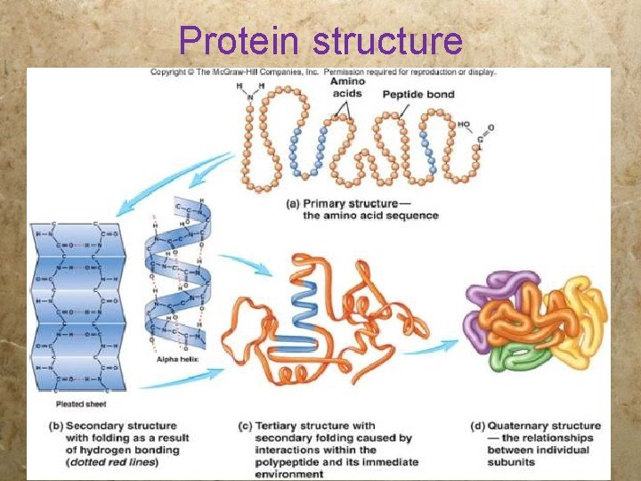 Protein structure 