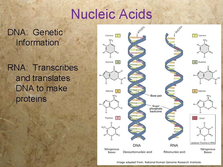 Nucleic Acids DNA: Genetic Information RNA: Transcribes and translates DNA to make proteins 