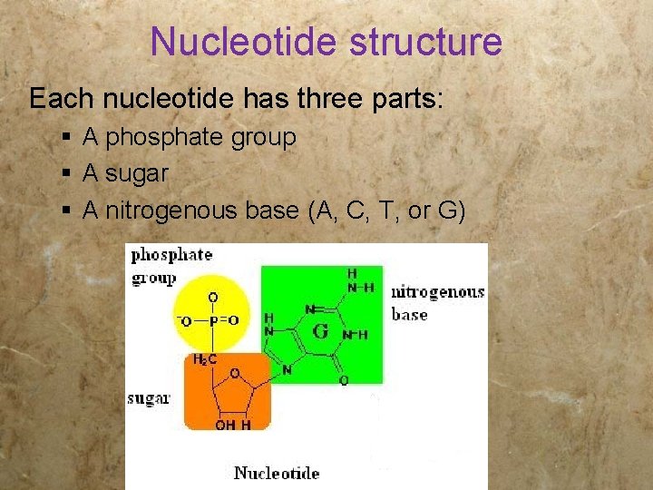 Nucleotide structure Each nucleotide has three parts: § A phosphate group § A sugar