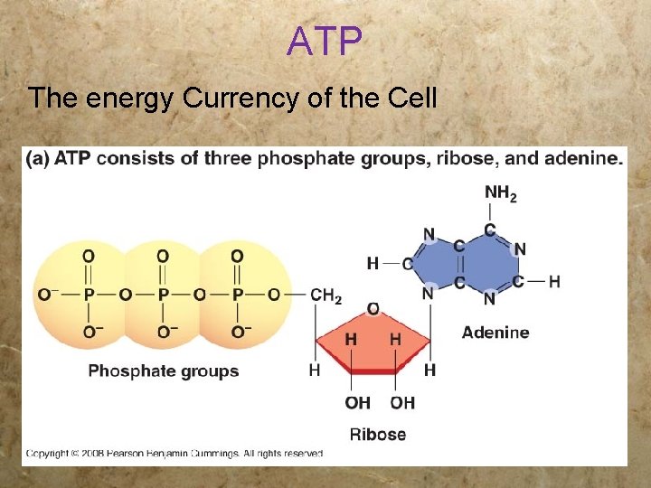 ATP The energy Currency of the Cell 