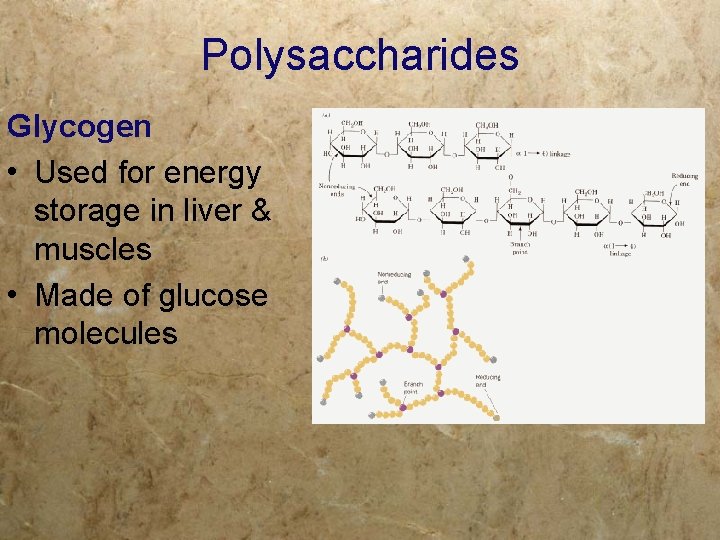 Polysaccharides Glycogen • Used for energy storage in liver & muscles • Made of