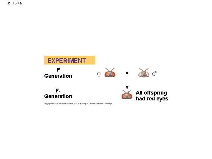 Fig. 15 -4 a EXPERIMENT P Generation F 1 Generation All offspring had red