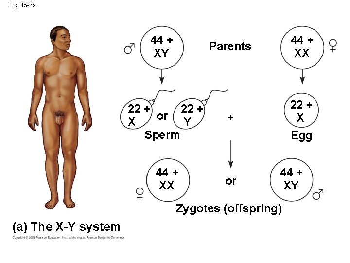 Fig. 15 -6 a 44 + XY 44 + XX Parents 22 + or