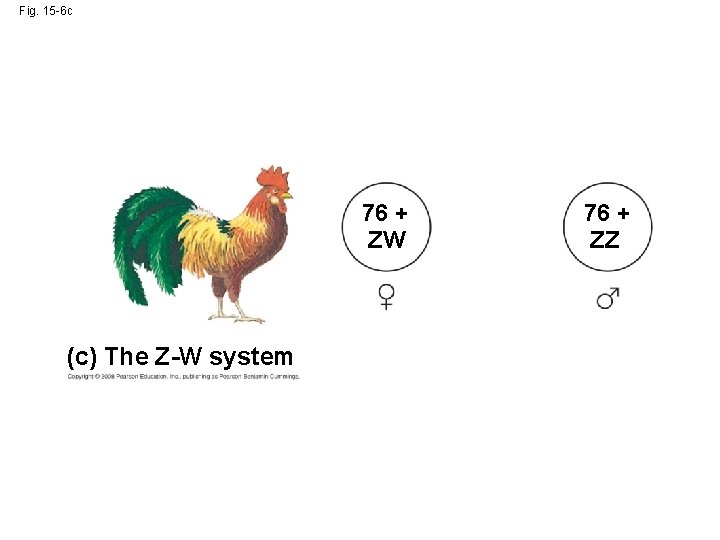 Fig. 15 -6 c 76 + ZW (c) The Z-W system 76 + ZZ