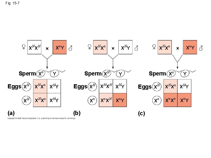 Fig. 15 -7 XN XN Sperm Xn Xn. Y (a) Sperm XN Y Eggs