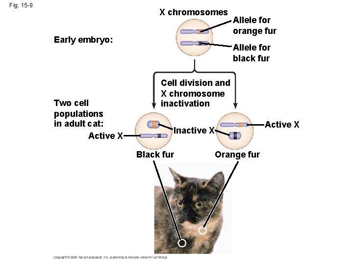 Fig. 15 -8 X chromosomes Early embryo: Two cell populations in adult cat: Active