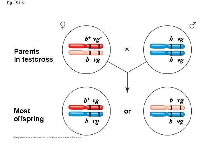 Fig. 15 -UN 1 b vg b+ vg+ Parents in testcross Most offspring b