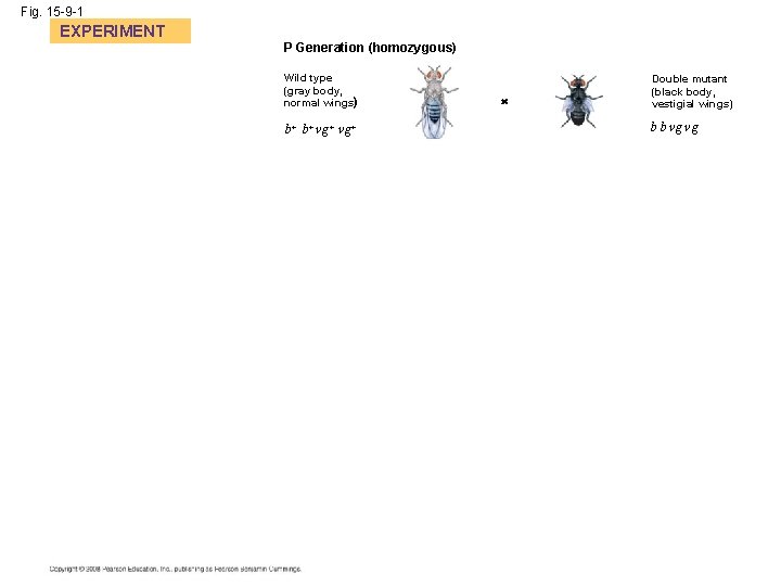 Fig. 15 -9 -1 EXPERIMENT P Generation (homozygous) Wild type (gray body, normal wings)