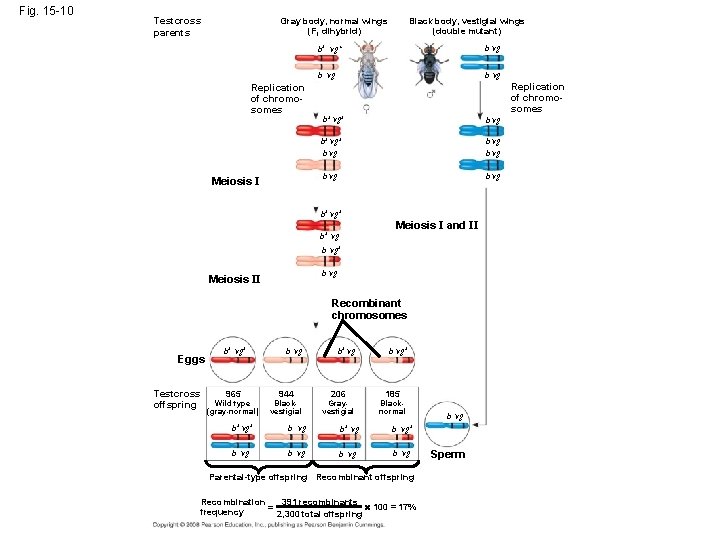 Fig. 15 -10 Testcross parents Gray body, normal wings (F 1 dihybrid) Replication of