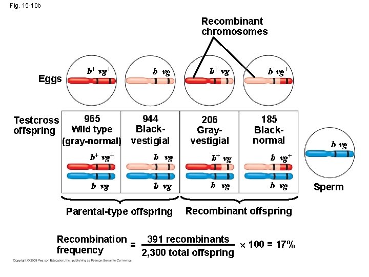 Fig. 15 -10 b Recombinant chromosomes Eggs Testcross offspring b+ vg+ b vg b+