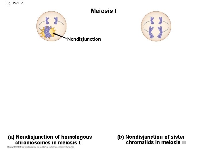 Fig. 15 -13 -1 Meiosis I Nondisjunction (a) Nondisjunction of homologous chromosomes in meiosis