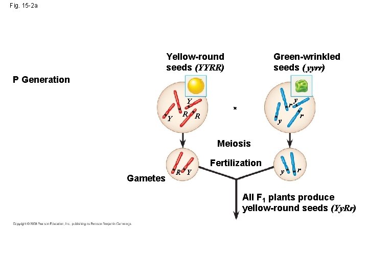 Fig. 15 -2 a Green-wrinkled seeds ( yyrr) Yellow-round seeds (YYRR) P Generation Y