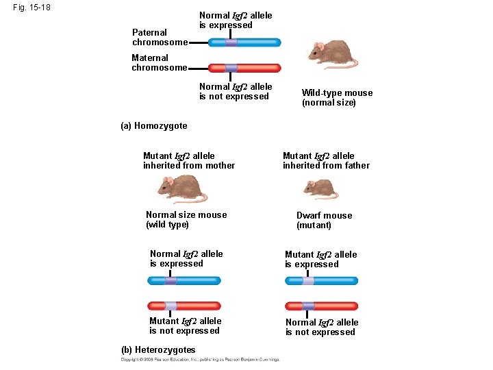 Fig. 15 -18 Paternal chromosome Normal Igf 2 allele is expressed Maternal chromosome Normal