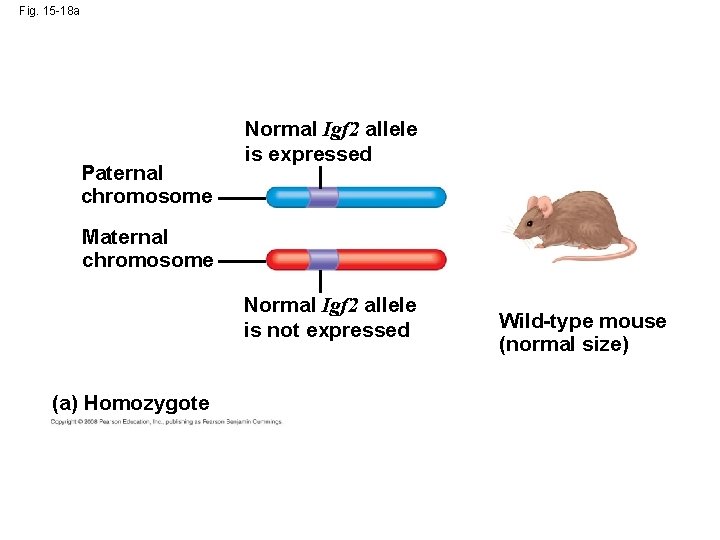 Fig. 15 -18 a Paternal chromosome Normal Igf 2 allele is expressed Maternal chromosome