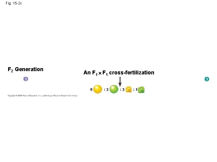 Fig. 15 -2 c F 2 Generation An F 1 cross-fertilization 3 3 9
