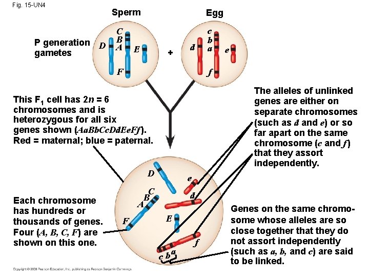 Fig. 15 -UN 4 P generation D gametes Sperm C B A Egg E