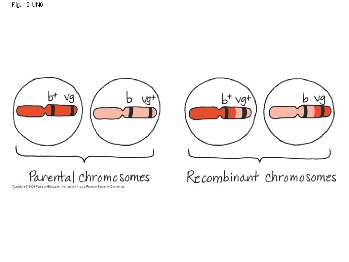 Fig. 15 -UN 6 