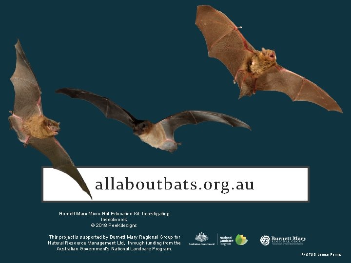 allaboutbats. org. au Burnett Mary Micro-Bat Education Kit: Investigating Insectivores © 2018 Pee. Kdesigns