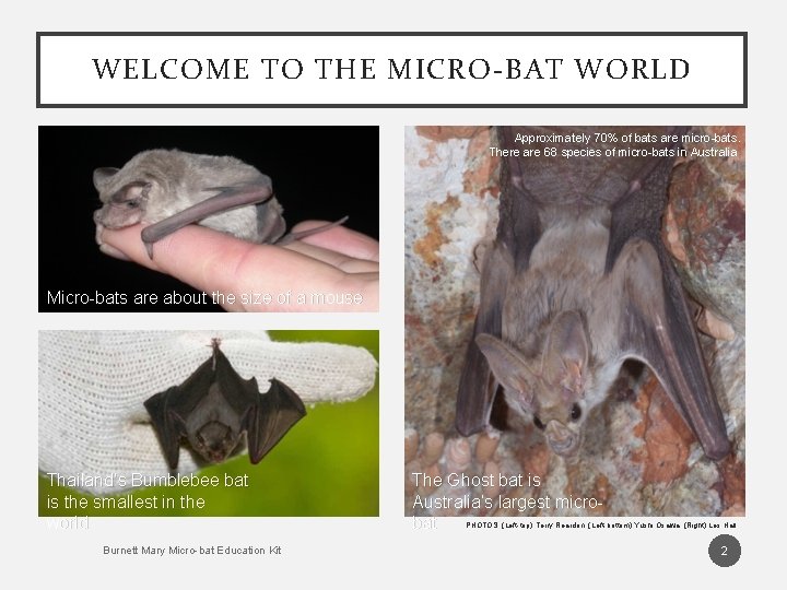 WELCOME TO THE MICRO-BAT WORLD Approximately 70% of bats are micro-bats. There are 68