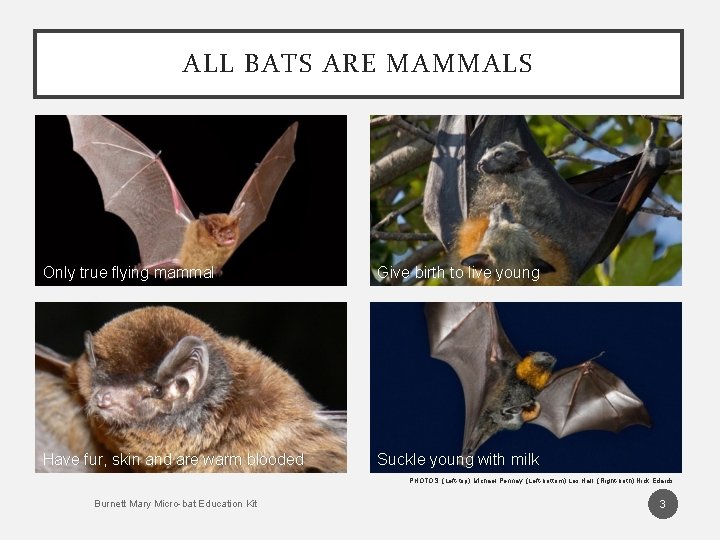 ALL BATS ARE MAMMALS Only true flying mammal Give birth to live young Have