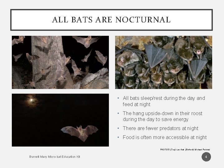 ALL BATS ARE NOCTURNAL • All bats sleep/rest during the day and feed at