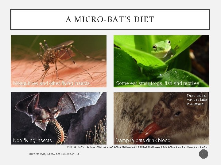 A MICRO-BAT’S DIET Mosquitoes and other flying insects Some eat small frogs, fish and