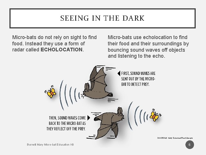 SEEING IN THE DARK Micro-bats do not rely on sight to find food. Instead