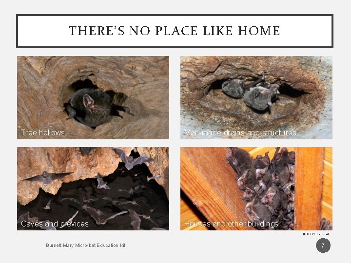 THERE’S NO PLACE LIKE HOME Tree hollows Man-made drains and structures Caves and crevices