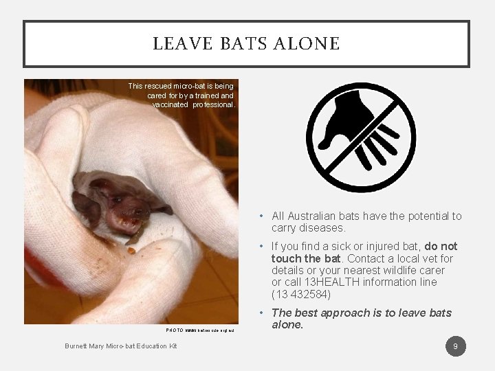 LEAVE BATS ALONE This rescued micro-bat is being cared for by a trained and