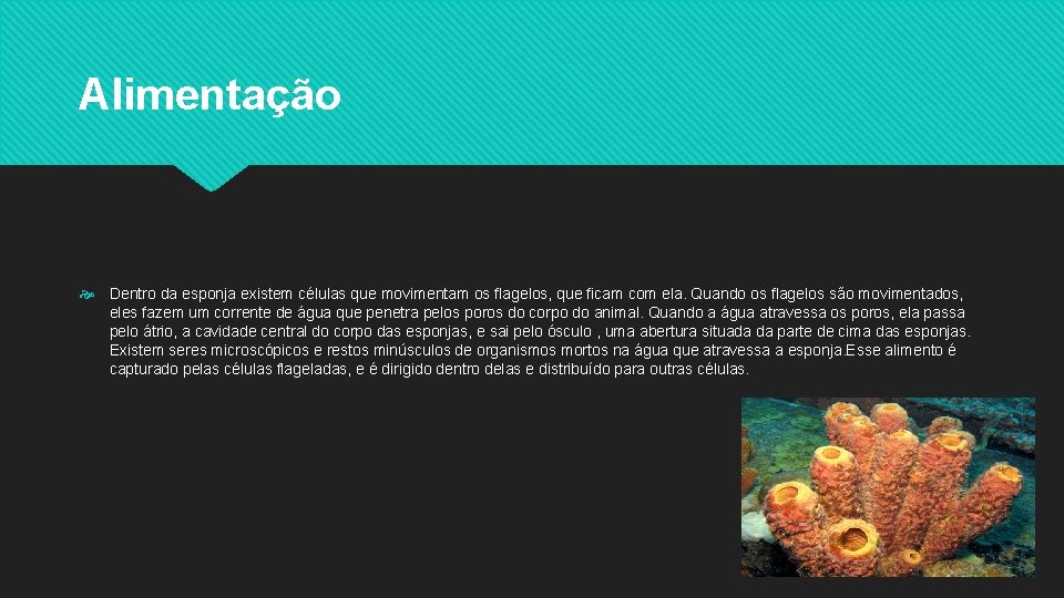 Alimentação Dentro da esponja existem células que movimentam os flagelos, que ficam com ela.